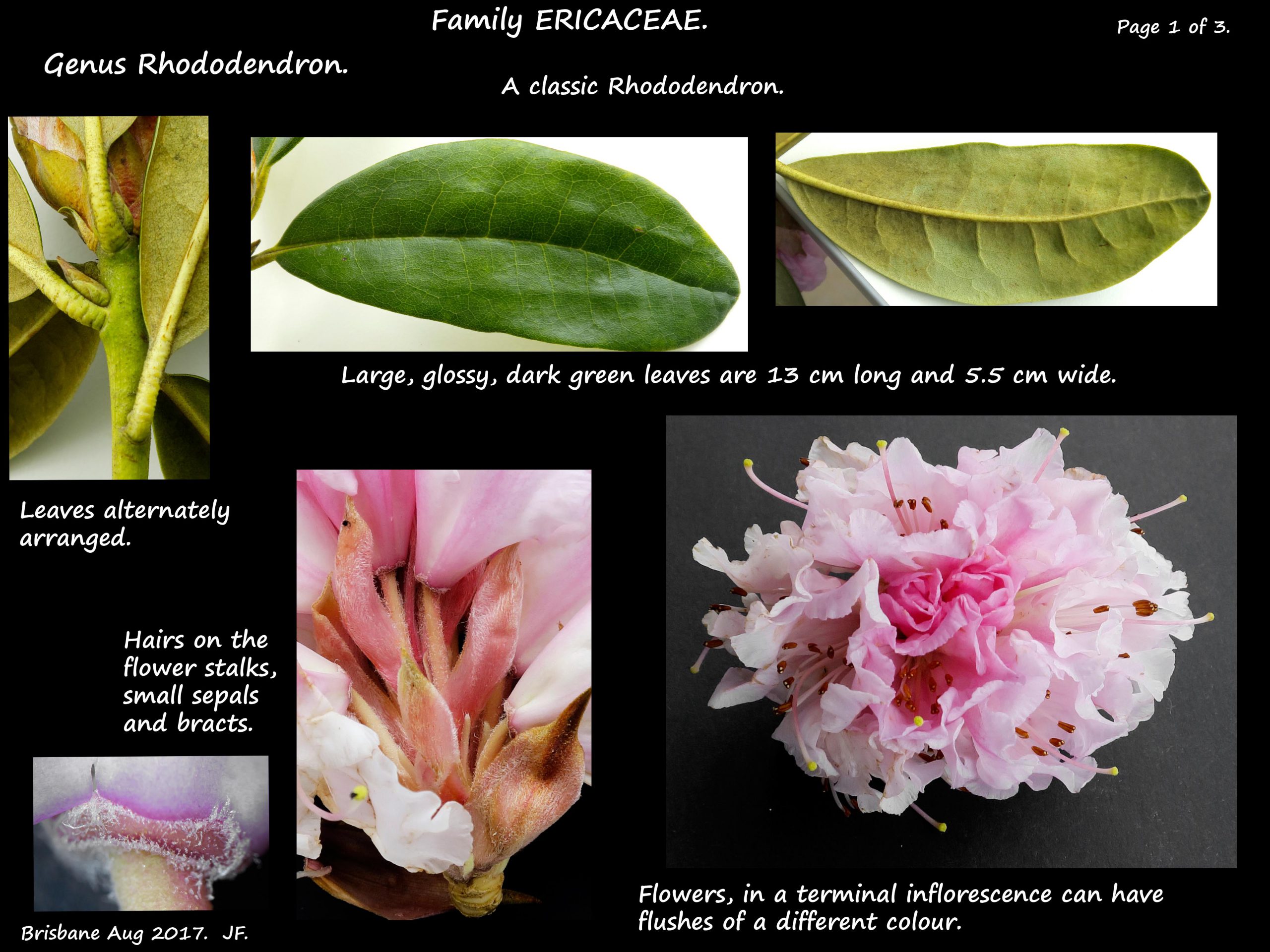 3 A pale pink Rhododendron